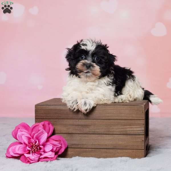 Muffin, Havanese Puppy